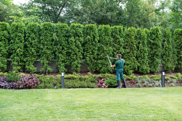 Organic Lawn Care Solutions in St Paul, NE